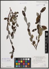 Salix bicolor Ehrh. ex Willd.